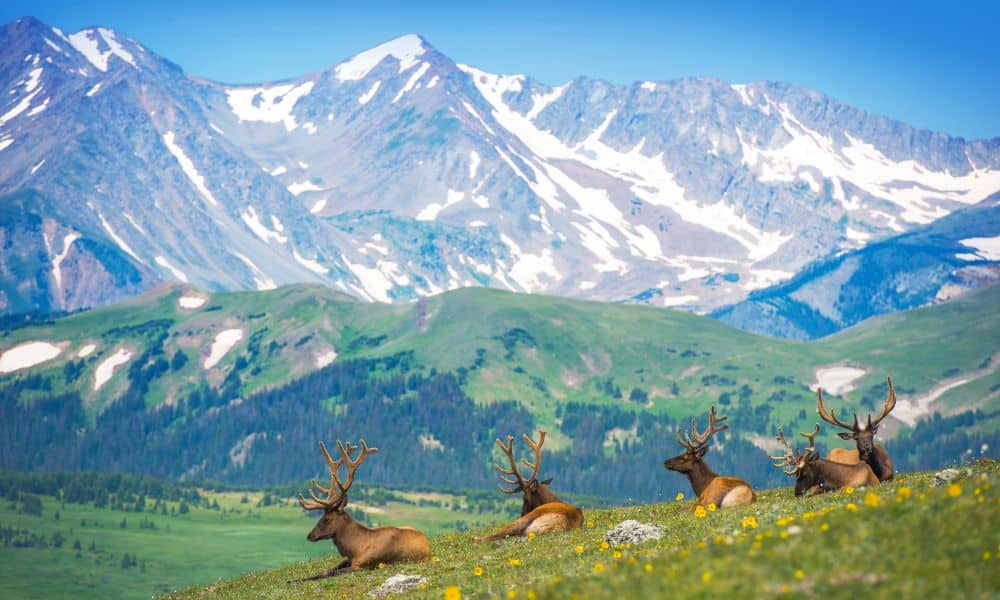Wildlife Encounters in the Mountains: Safety and Etiquette